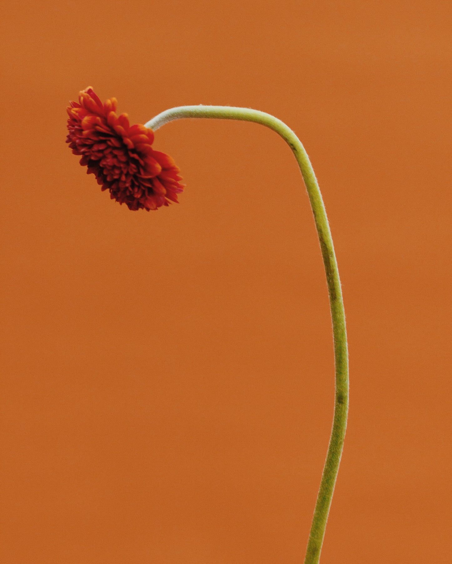 Pendientes de amapola de flor carmesí