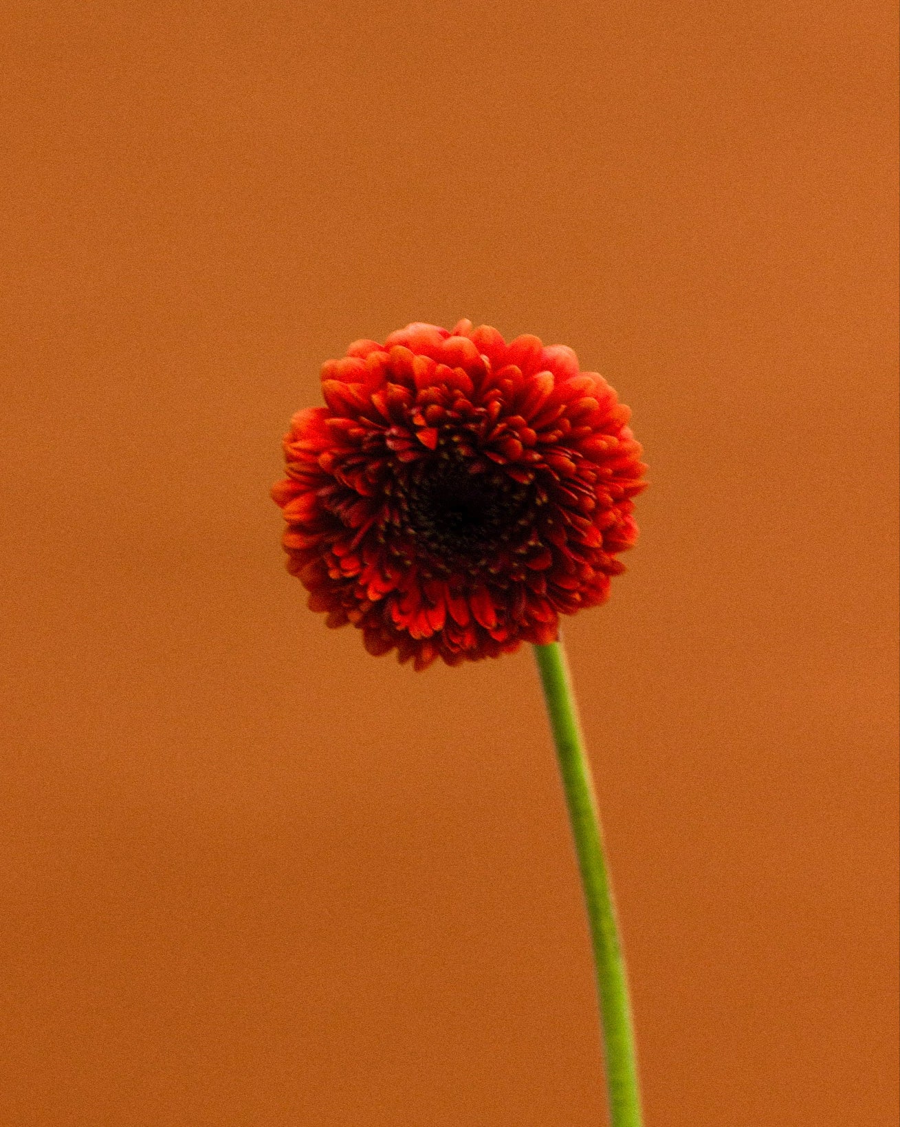 PENDIENTES DE Zinnia con Flor de Fuego Solar